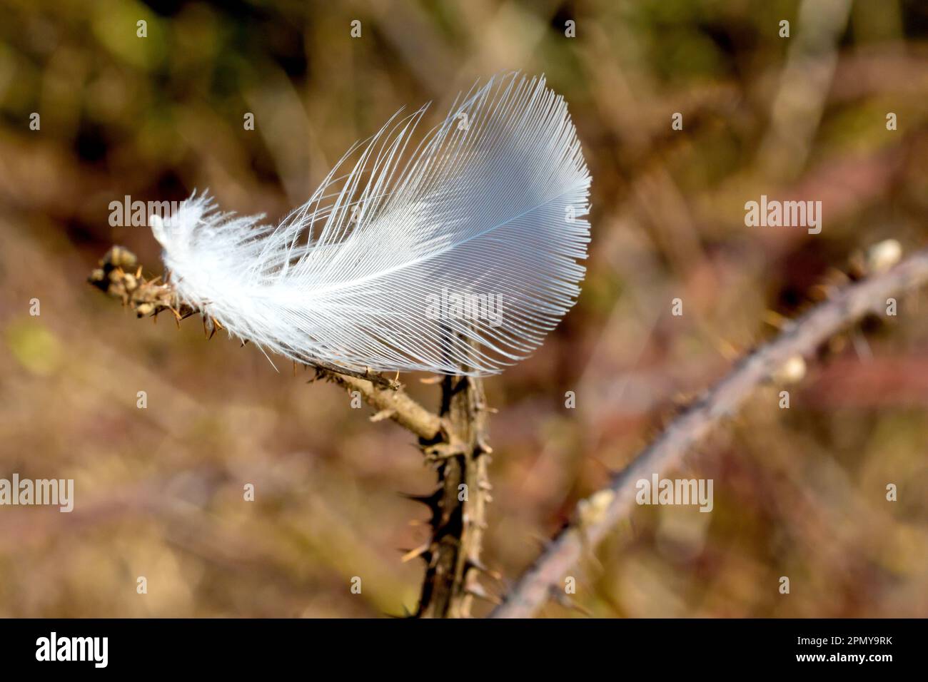Primo piano di una piccola piuma bianca catturata sulle spine di un fusto di un Bramble o di un BlackBerry, retroilluminata nel sole primaverile. Foto Stock