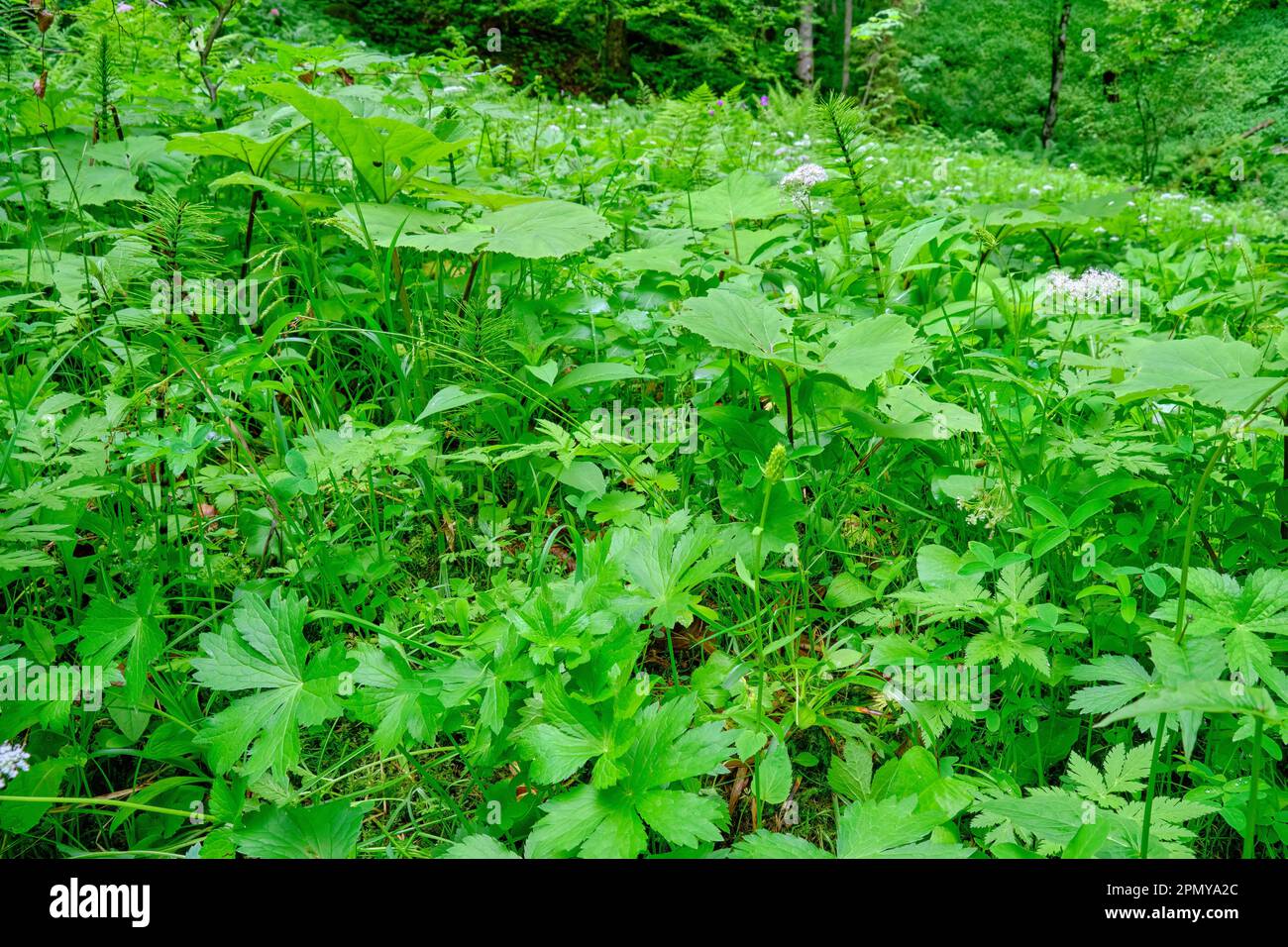 Miscela selvaggia di piante verdi, vegetazione tipica sul bordo del torrente Breitach nella gola di Breitach vicino Oberstdorf, Baviera, Germania. Foto Stock