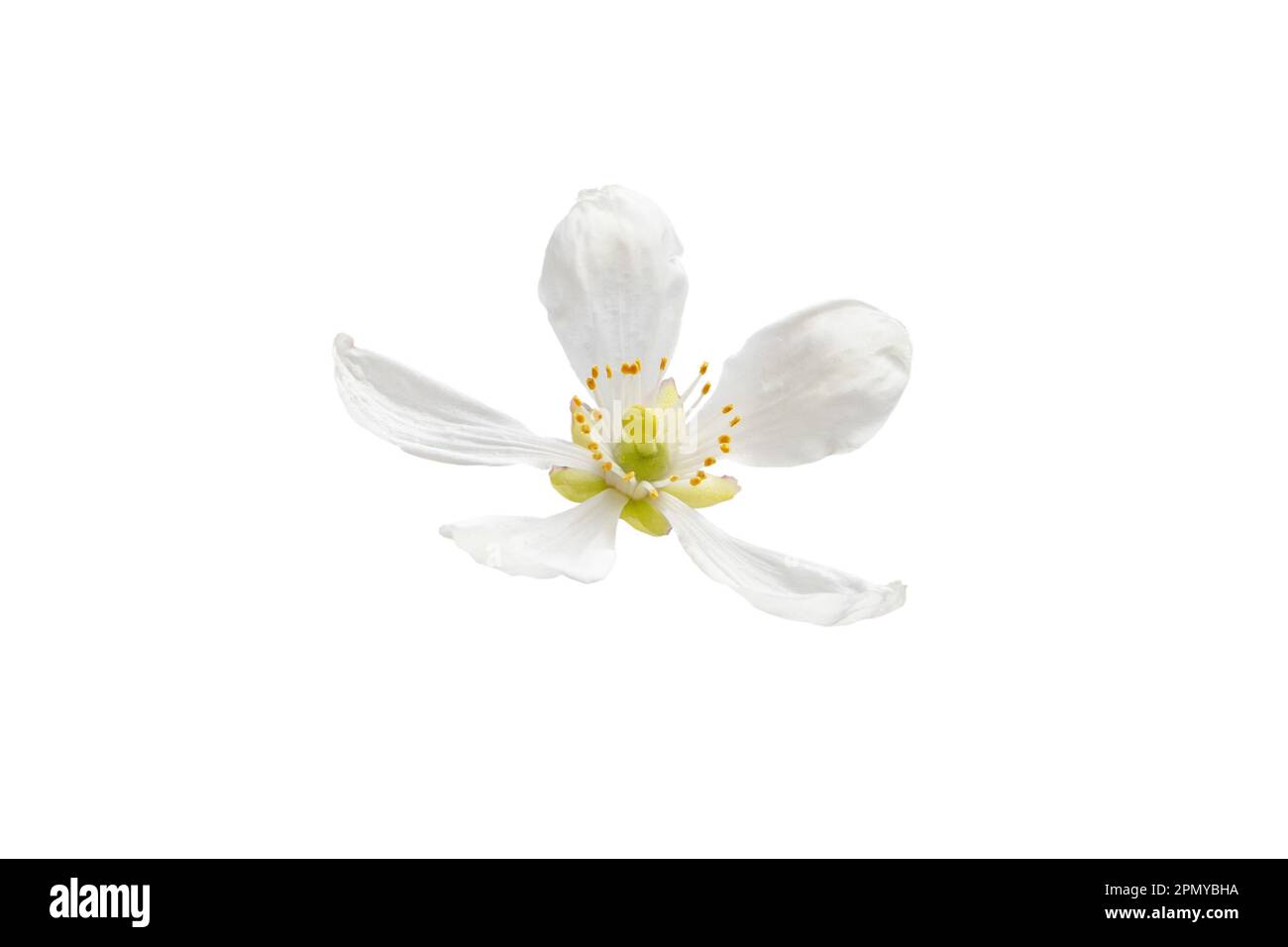 Fiori di arancio isolato su bianco. Trifoliate arancio, trifoliata di agrumi o trifoliata di poncirus. Foto Stock