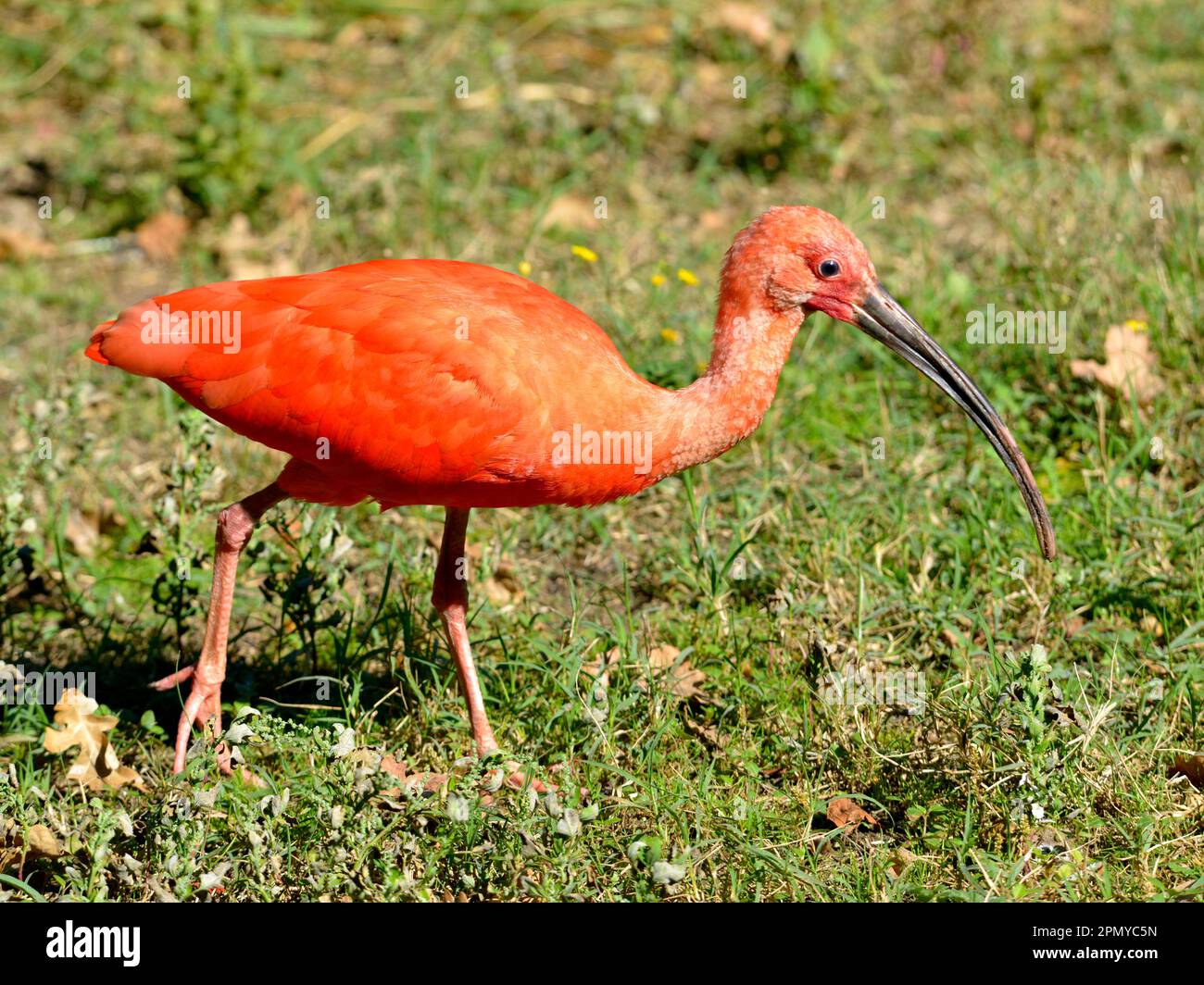 Closeup Scarlet Ibis (Eudocimus ruber) sull'erba Foto Stock