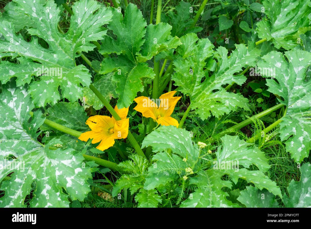 Un grande fiore di zucchine giallo nel giardino. Fioritura di colture vegetali, cetriolo crescente, zucca in giardino. Piantina, cura di pianta, fertilizzante Foto Stock