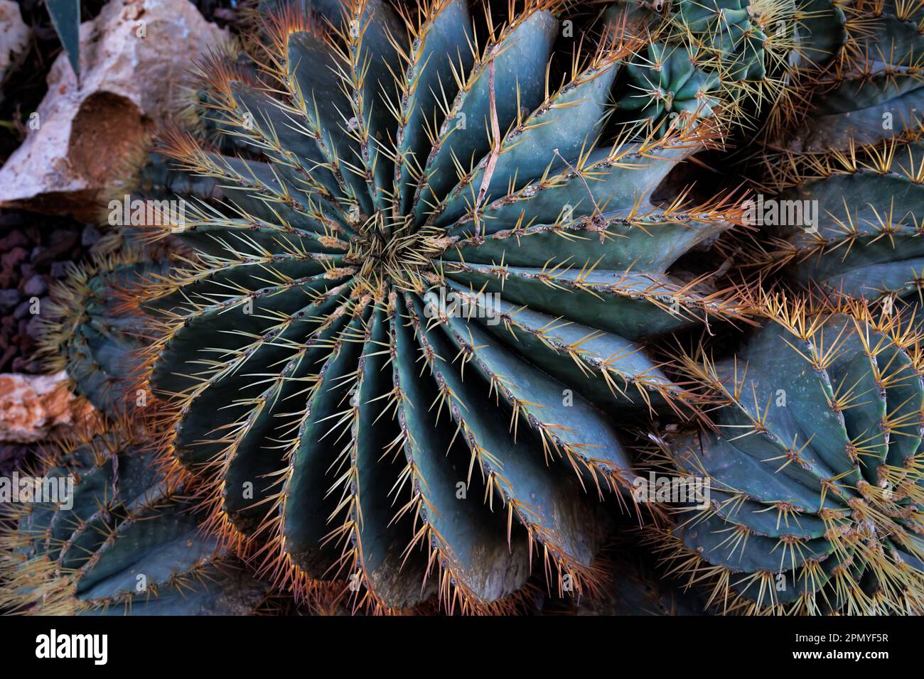 Echinocactus platyacanthus, noto anche come cactus a botte gigante, cactus a botte oro o viznaga gigante, è una specie di cactus. È nativo del cent Foto Stock