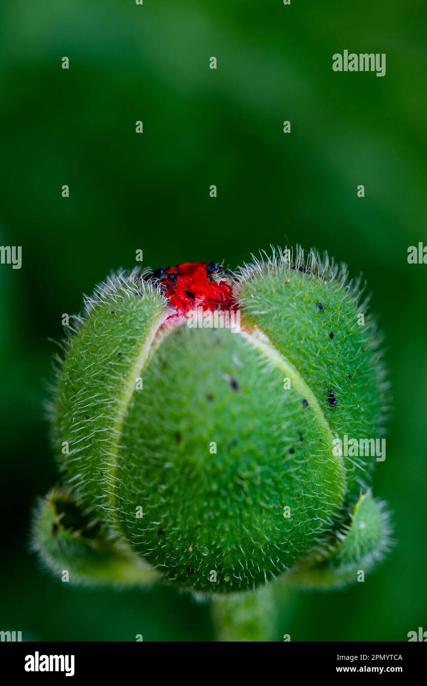 Macrofo di un fiore di papavero (Papaver rhoeas) con un punto rosso dalla fioritura Foto Stock