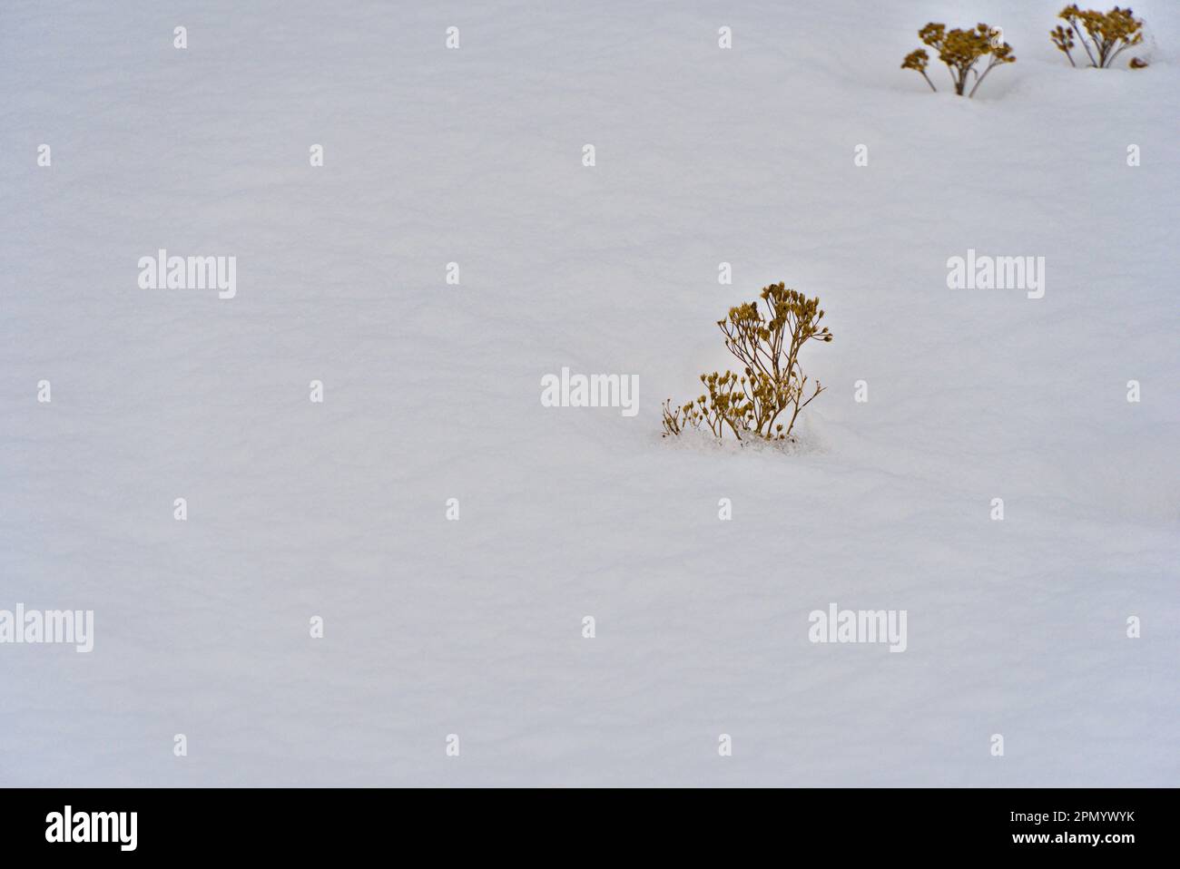 Piante di fiori asciutte su un campo di neve. Foto Stock