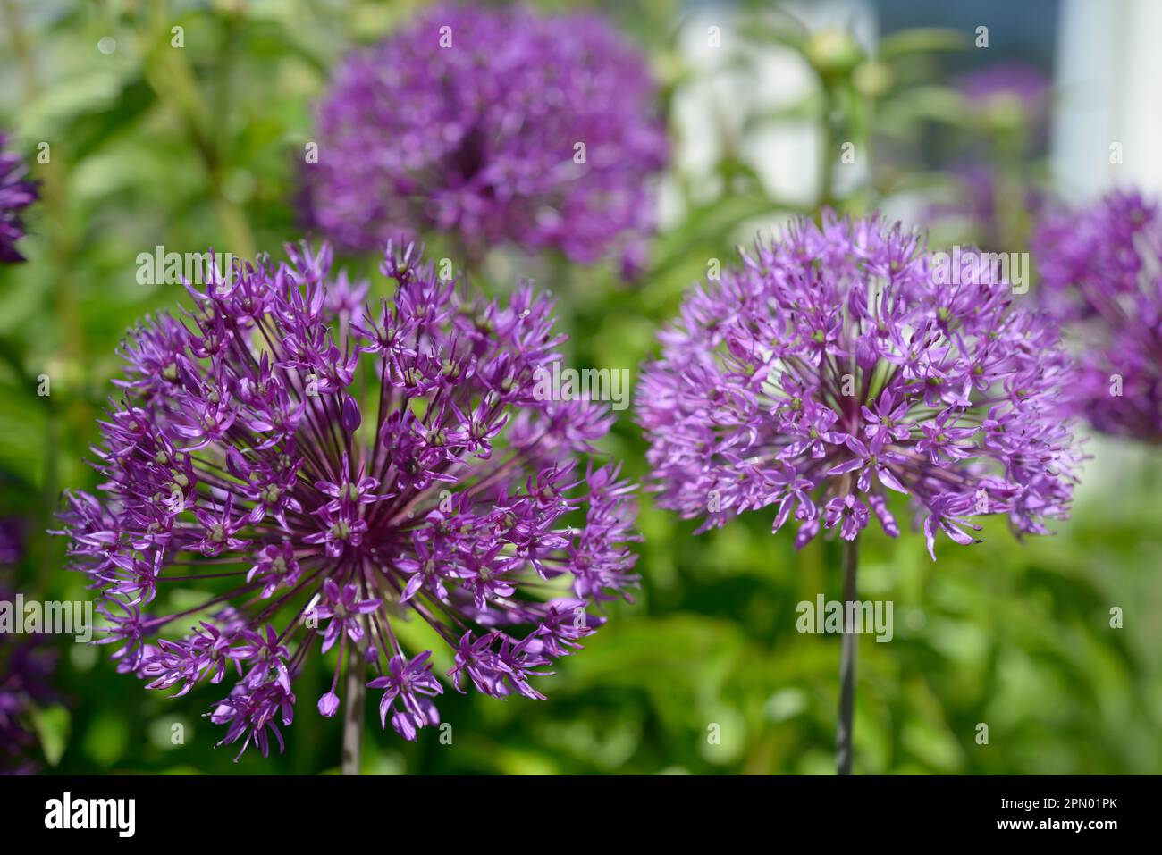 grandi fiori di allio coltivati in viola nel giardino Foto Stock