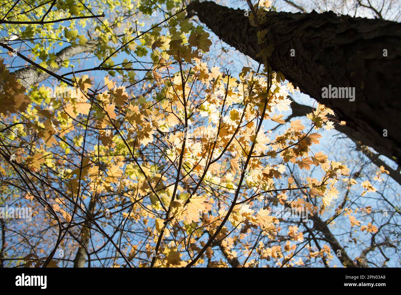 baldacchino di giovani foglie di acero con luce solare controluce e grande tronco d'albero Foto Stock