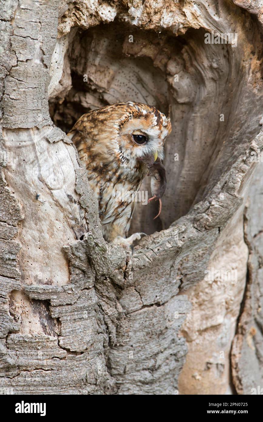 Tawny gufo (Strix aluco) adulto, nutrirsi di preda di corvo (Sorex araneus), arroccato in un tronco di albero cavo, Inghilterra, agosto (in cattività) Foto Stock