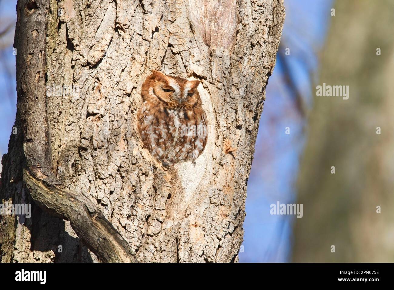 Eastern Screech-OWL (Megascops asio) rufous morph, adulto, arroccato a foro di albero in woodland, Washington D. C. (U.) S. A Foto Stock
