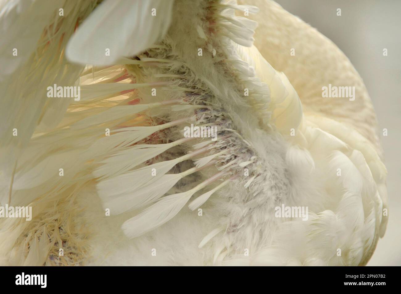 Cigno da perone adulto (Cygnus cygnus), primo piano con nuove piume che crescono sotto le ali, Slimbridge, Gloucestershire, Inghilterra, Regno Unito Foto Stock