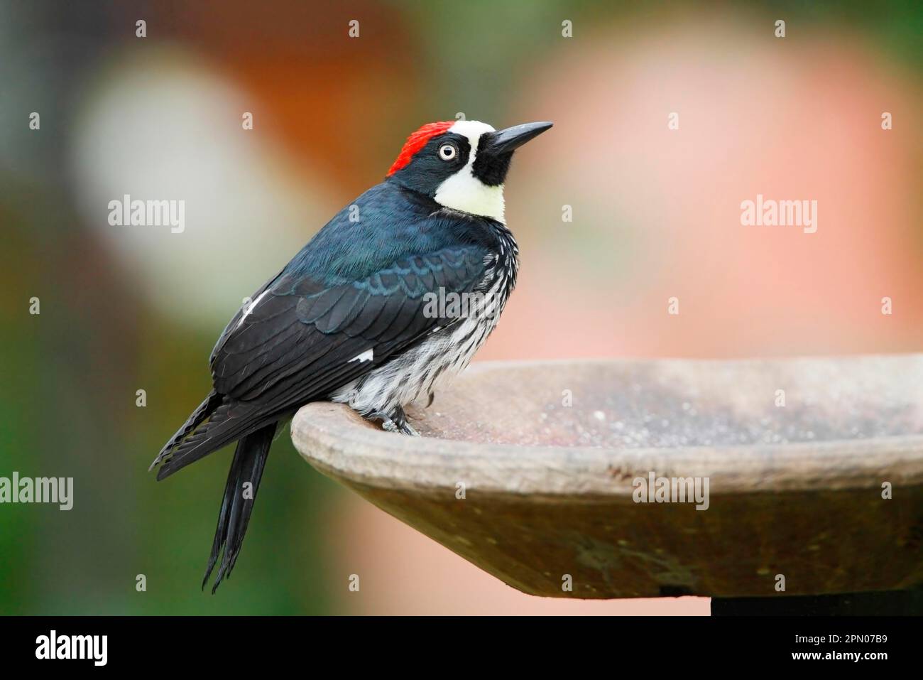 Picchio di Acorn (Melanerpes formicivorus), Picchio di acorno, Picchio di acorno, Animali, Uccelli, Picchio, Acorn Picchio adulto maschio, in piedi Foto Stock