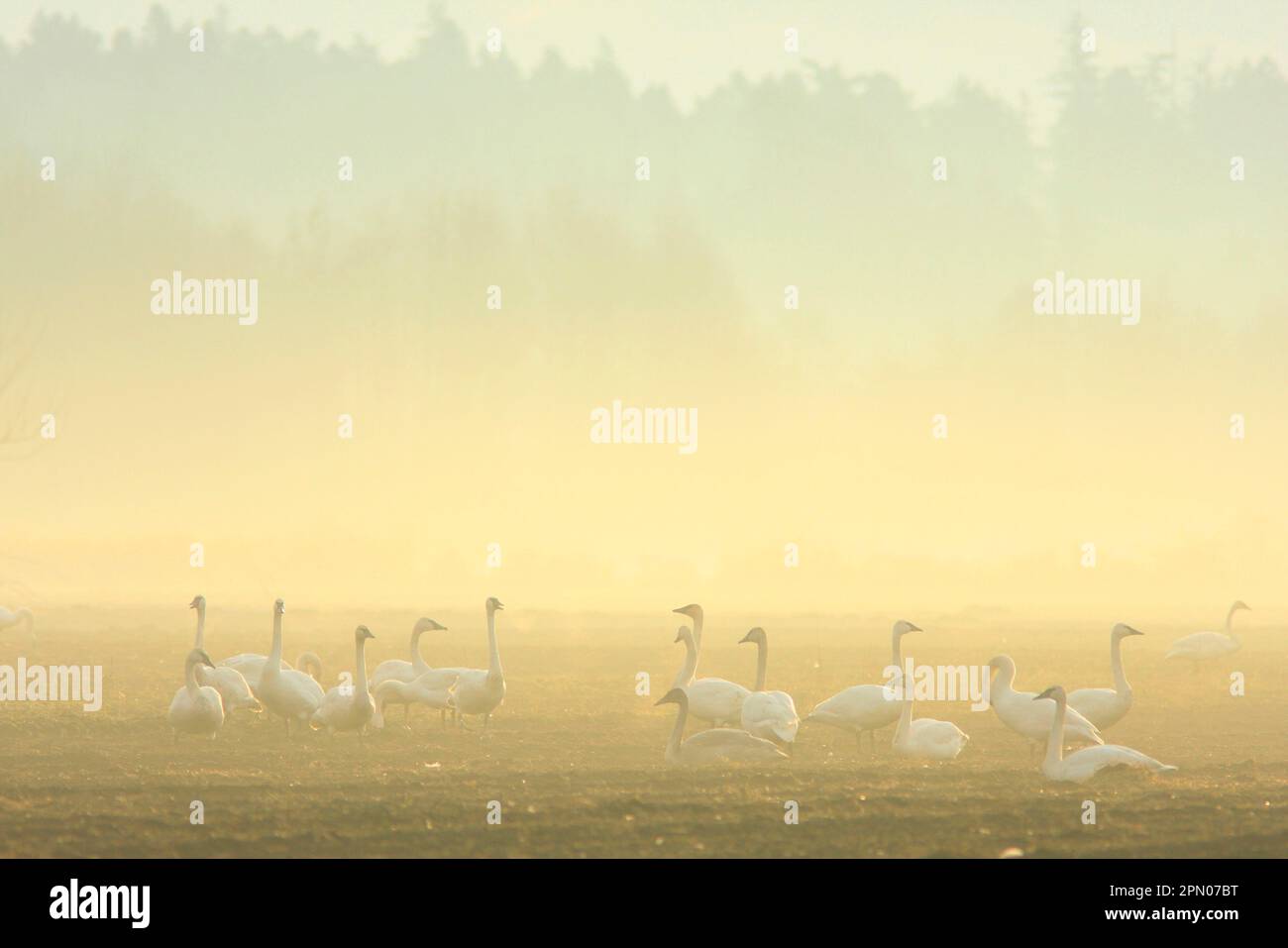 Il trombettista Swan (Cygnus buccinator) si affolla, sul campo nella nebbia all'alba, Courtenay, British Columbia, Canada Foto Stock