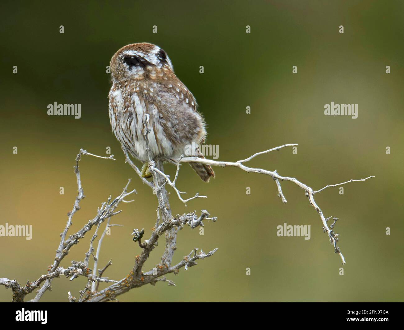 Austral Pygmy-owl (Glaucidium nana) Adulti, vista posteriore della testa che mostra falsi segni oculari, arroccato sul ramo, Torres del Paine N. P. Southern Foto Stock