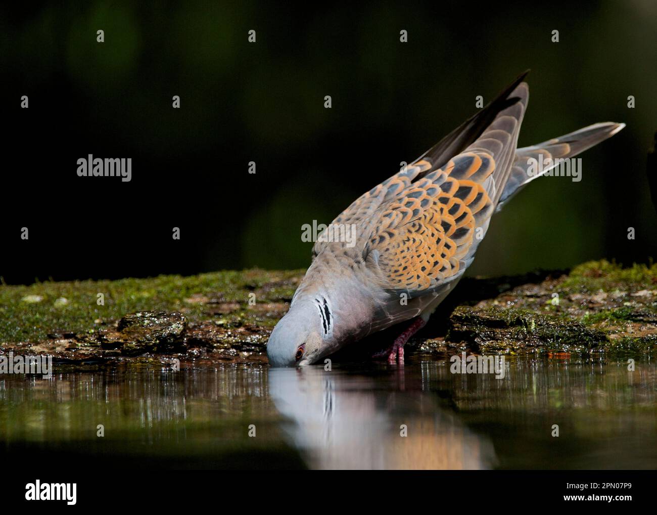 Turtle-colomba eurasiatica (Turtur Streptopelia) adulto, bere in piscina in bosco, Hortobagy N. P. Ungheria Foto Stock