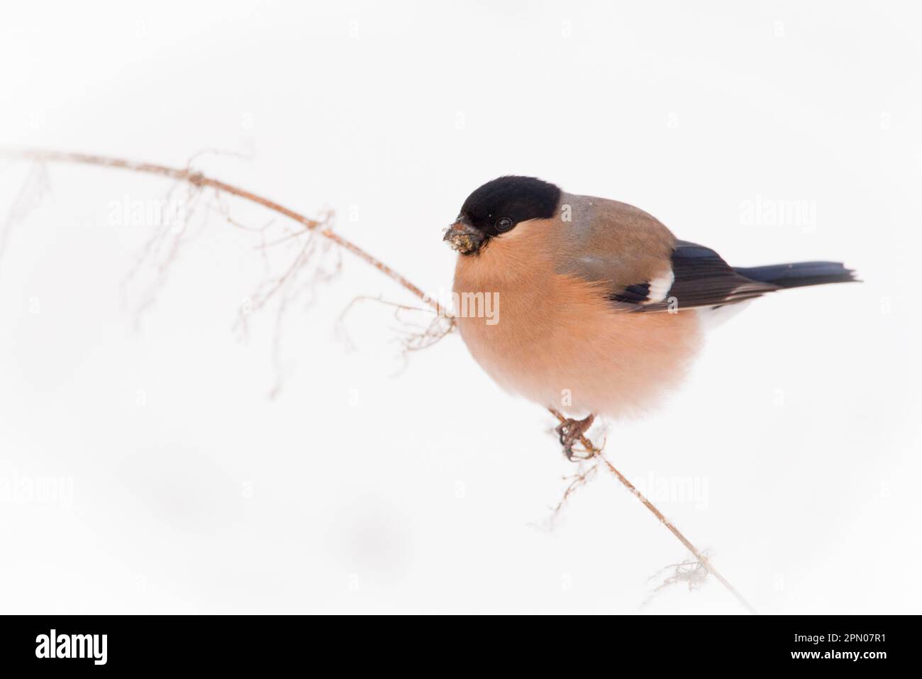 Bulfinco eurasiatico bianco (Pyrrhula pirrhula), femmina adulta, che mangia su semi di ortica, seduto su un gambo nella neve, Norfolk, Inghilterra, Regno Unito Foto Stock