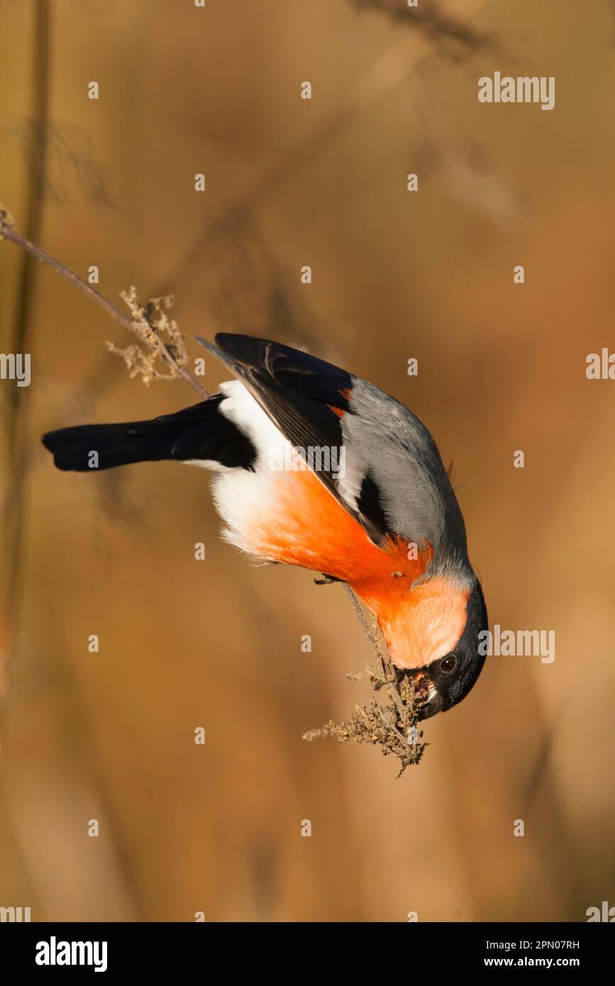 Bulfinco eurasiatico (Pyrhula pirrhula), maschio adulto, che si nuca di ortica, arroccato su fusto, Norfolk, Inghilterra, Regno Unito Foto Stock