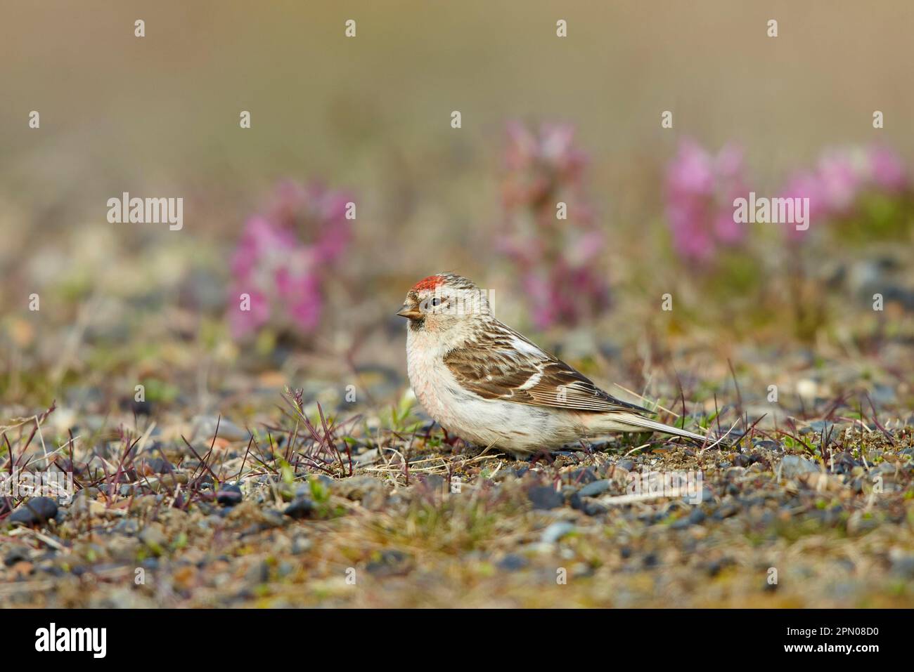 Arctic Redpoll (Carduelis hornemanni) maschio adulto, piumaggio di allevamento, in piedi sulla tundra, vicino Barrow, Alaska (U.) S. A Foto Stock