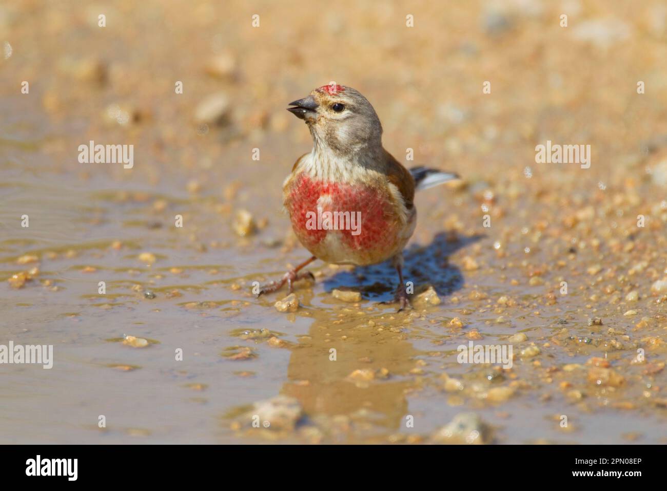 Acanthis cannabina, linnet ematico, linnet ematico, linnet ematico (Carduelis cannabina), linnet, uccelli canori, animali, uccelli, Finches, Eurasian Linnet adulto Foto Stock
