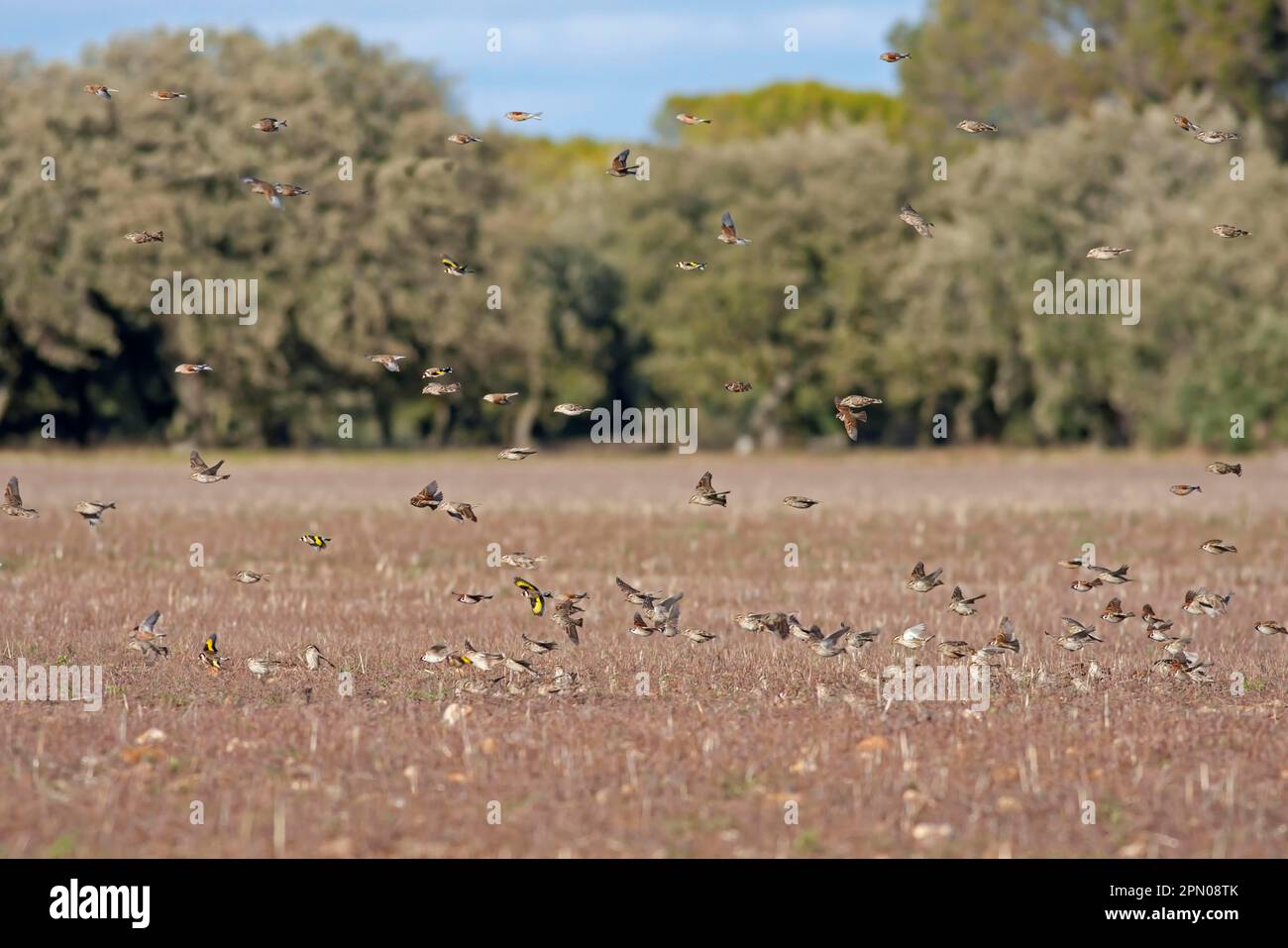 Passero di alberi eurasiatici (passero di roccia (Petronia petronia), passero di alberi, oreficeria europea (Carduelis carduelis) e linnet (Carduelis Foto Stock