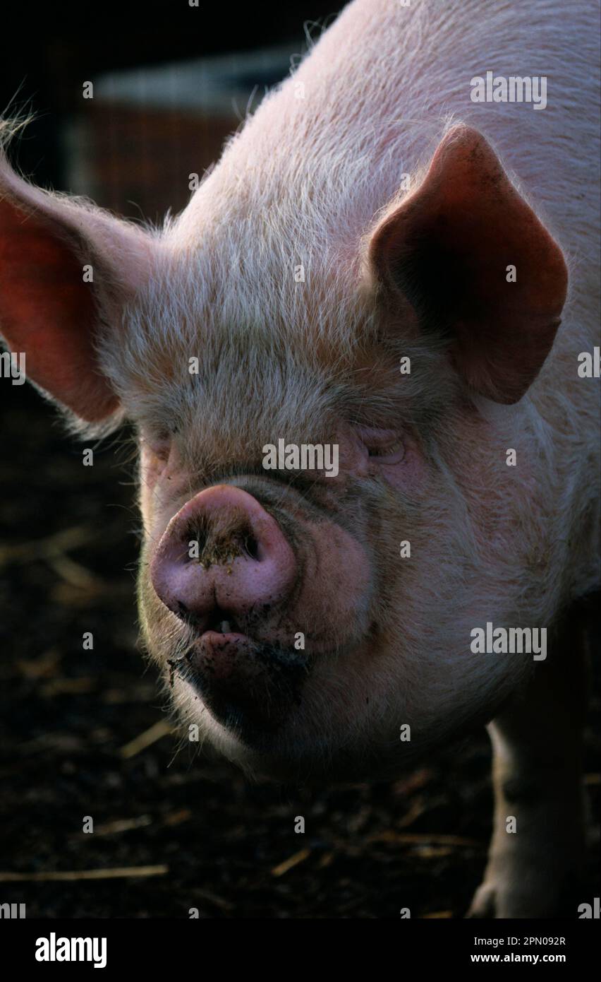 Suino domestico cinghiale bianco medio, primo piano della testa, vista frontale Foto Stock