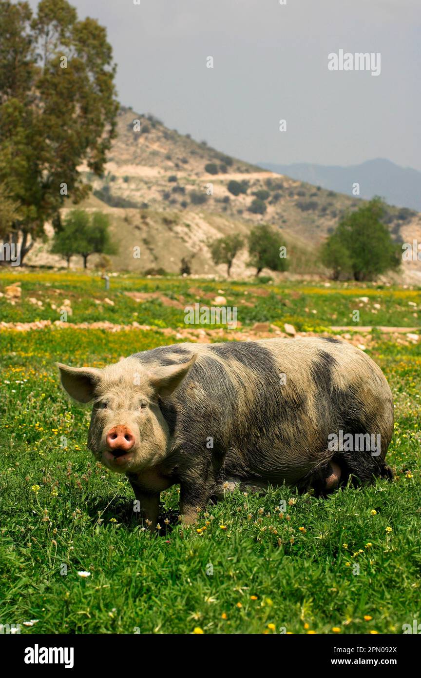 Maiale domestico, maiale adulto in piedi sul campo, libera gamma, Cipro Foto Stock