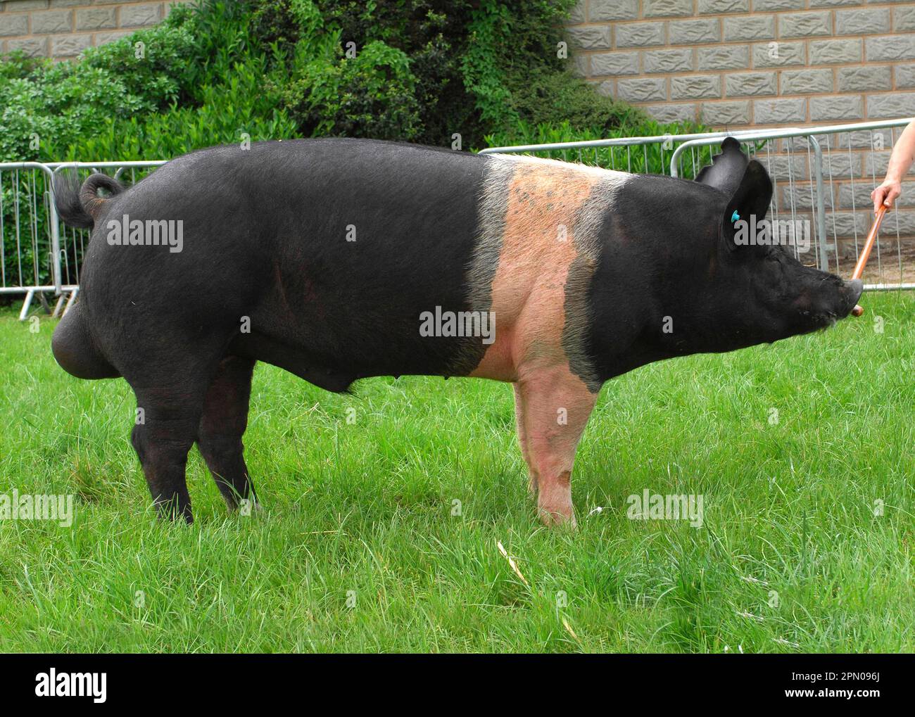 Nazionale Pig, cinghiale Hampshire, 'Burma Southern Style 5', campione interbreed, Three Counties Show, Inghilterra, Regno Unito Foto Stock