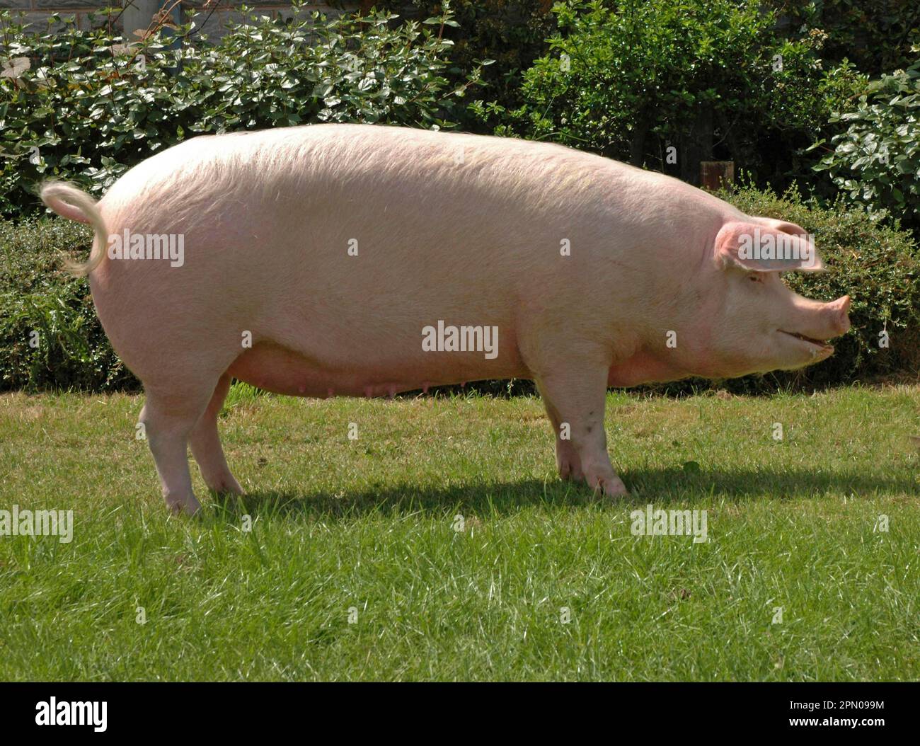 Nazionale Pig, Landrace scrow, '266 Ceirios Marilyn 34', supremo campione di maiale moderno, Three Counties Show, Inghilterra, Regno Unito Foto Stock