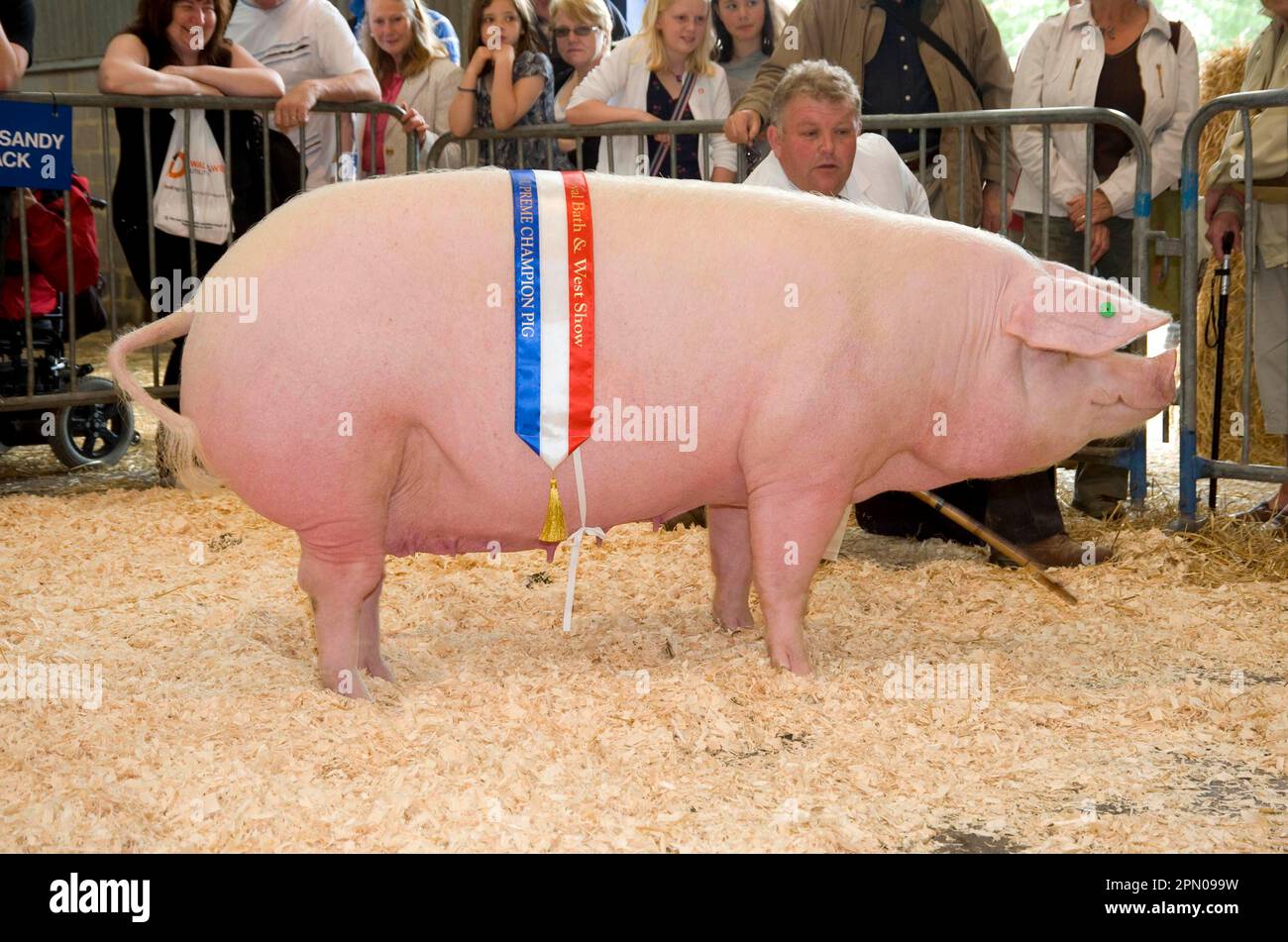 Nazionale Pig, gallese scrofa, 'Braemor Daffodil', campione interbreed, Bath and West Show, Inghilterra, Regno Unito Foto Stock