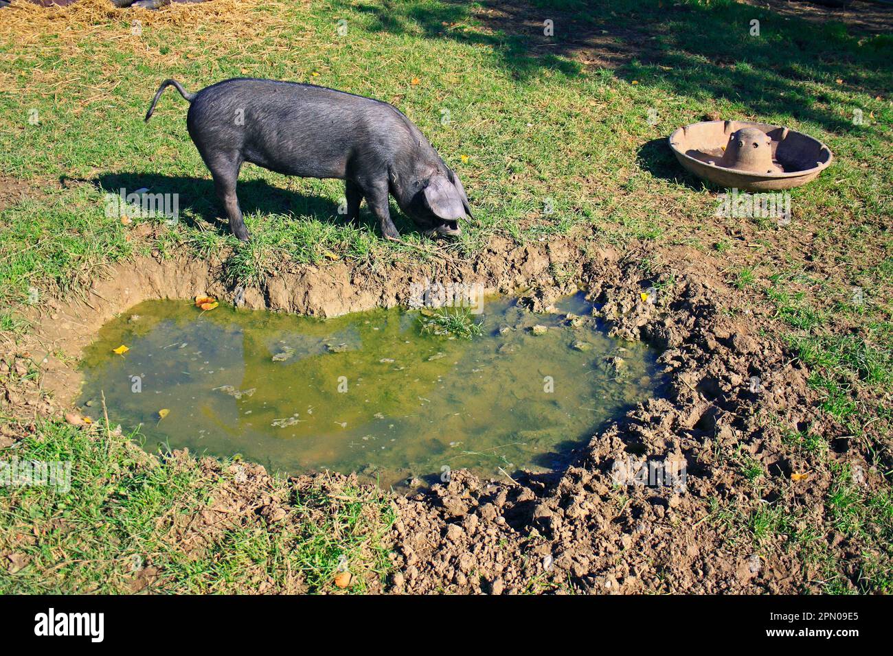 Maiale domestico, grande maialino nero, radicamento accanto al wallow in paddock, Museo della vita angliana orientale, Stowmarket, Suffolk, Inghilterra, Regno Unito Foto Stock