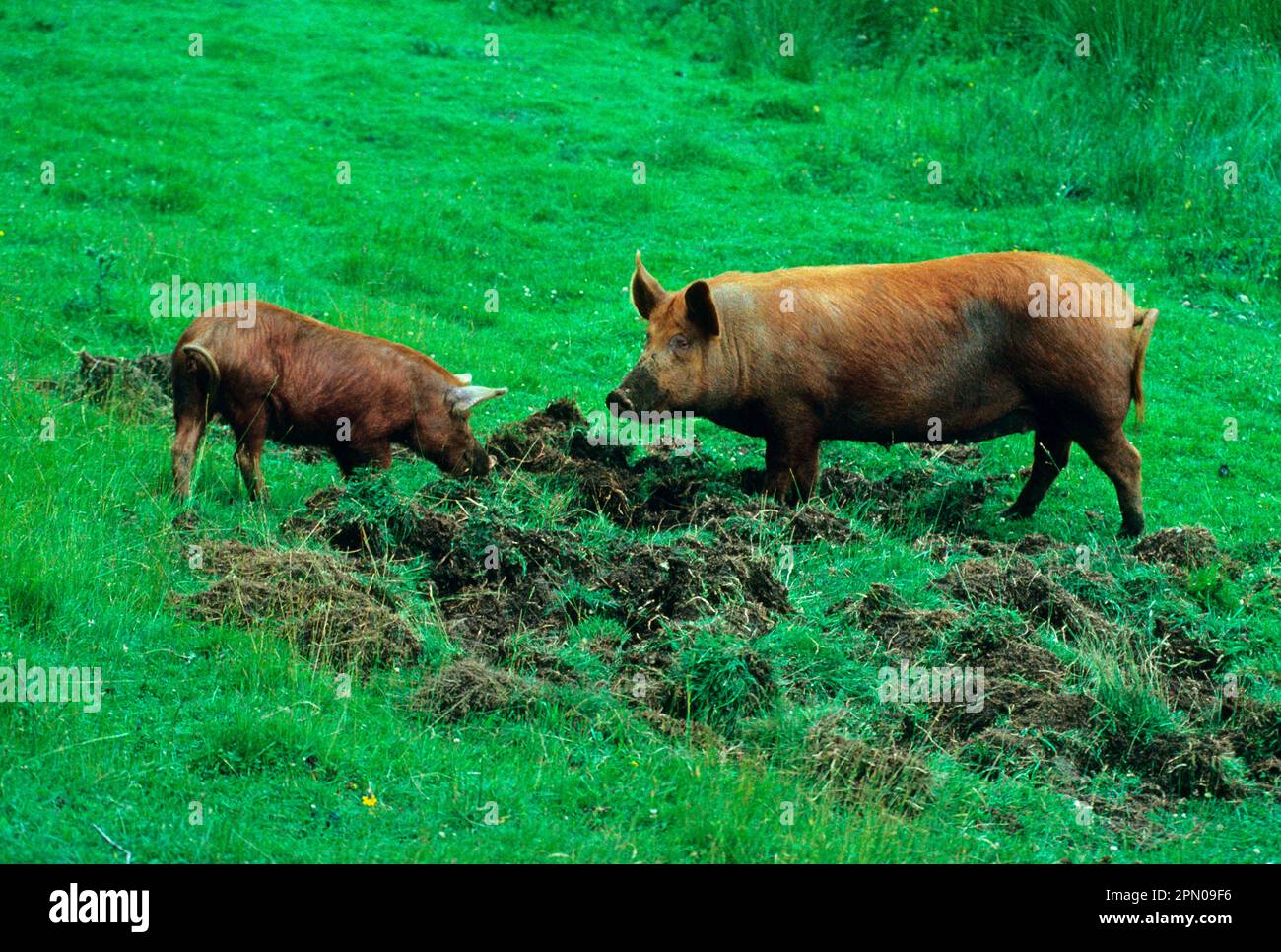 Maiale domestico, Tamworth, due praterie radicate Foto Stock