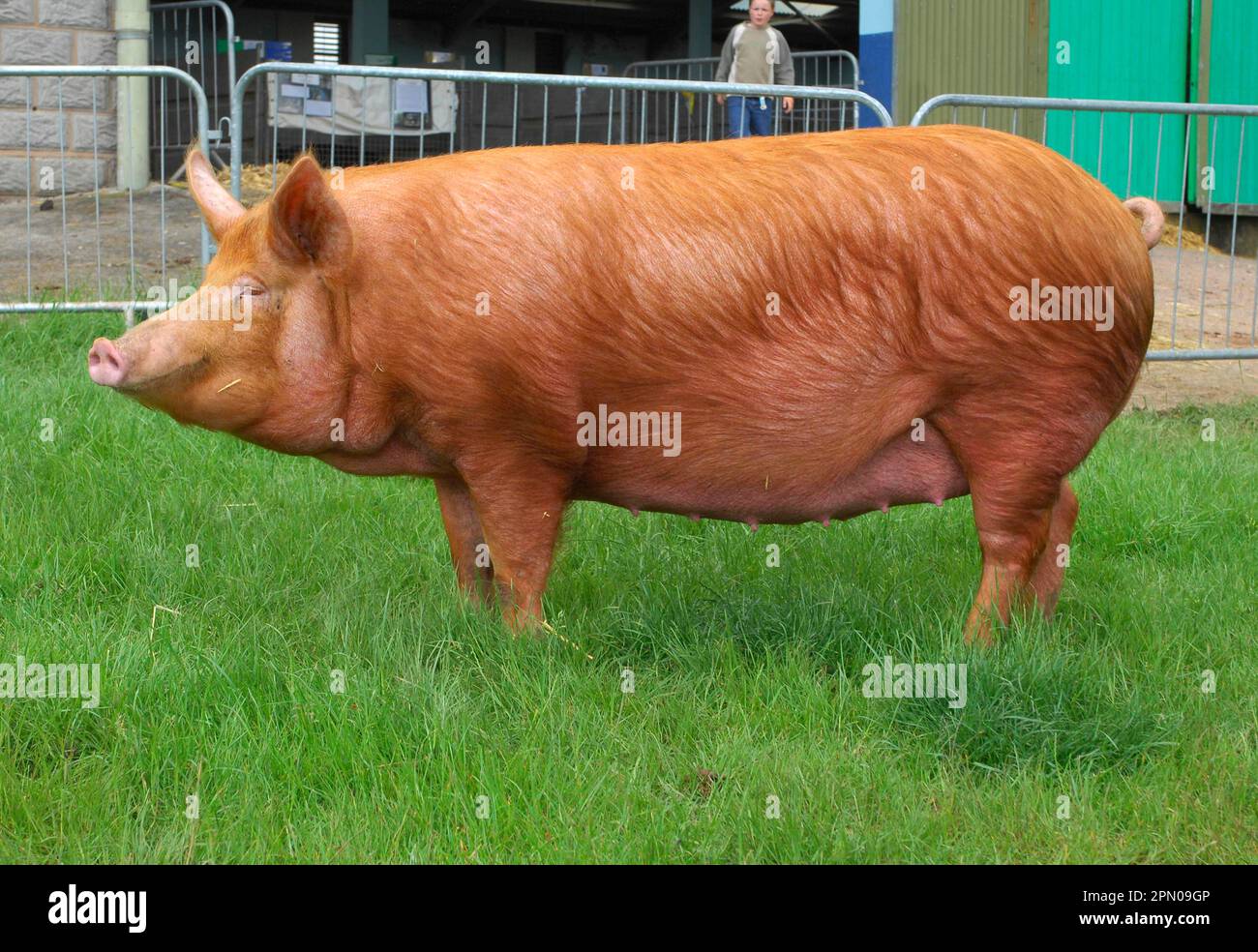Maiale domestico, Gilt Tamworth, 'Stoneymoor Golden Rose 6', Show Champion, Three Counties Show, Inghilterra, Gran Bretagna Foto Stock