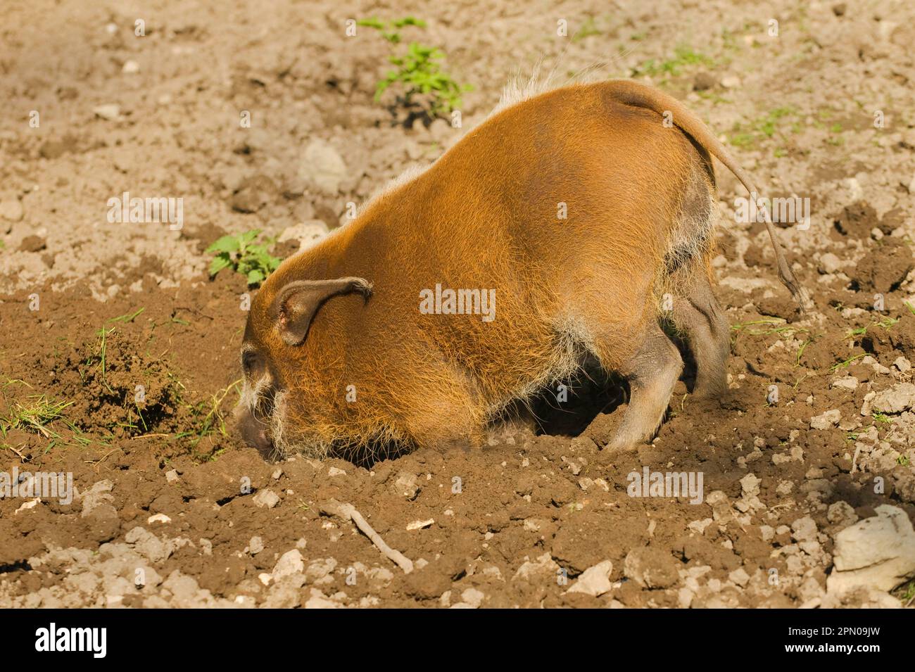 Porco rosso di fiume (Potamochoerus porcus) adulto, nutrimento, radicamento in terra, in cattività Foto Stock