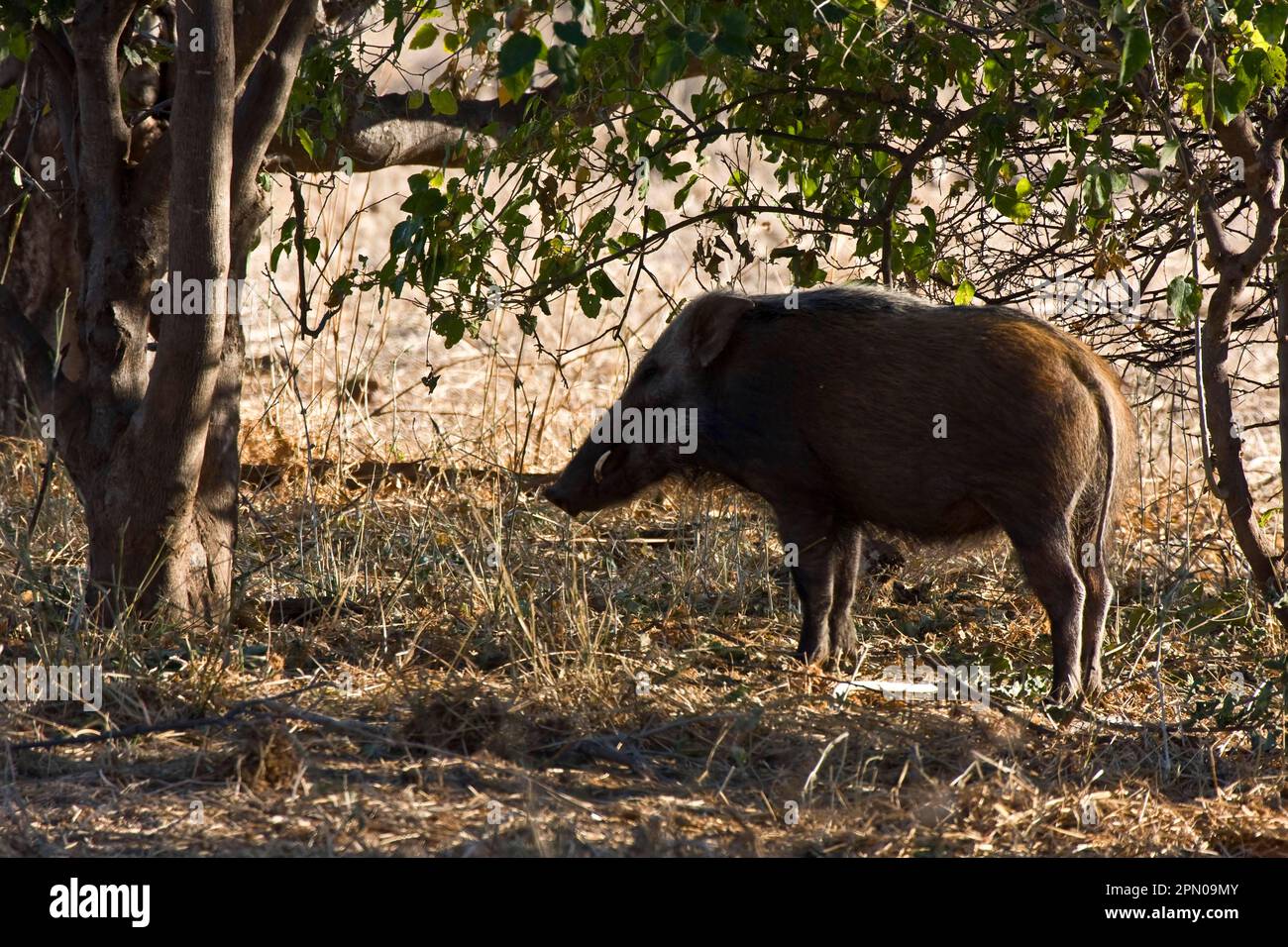 Bush maiale, Botswana Foto Stock