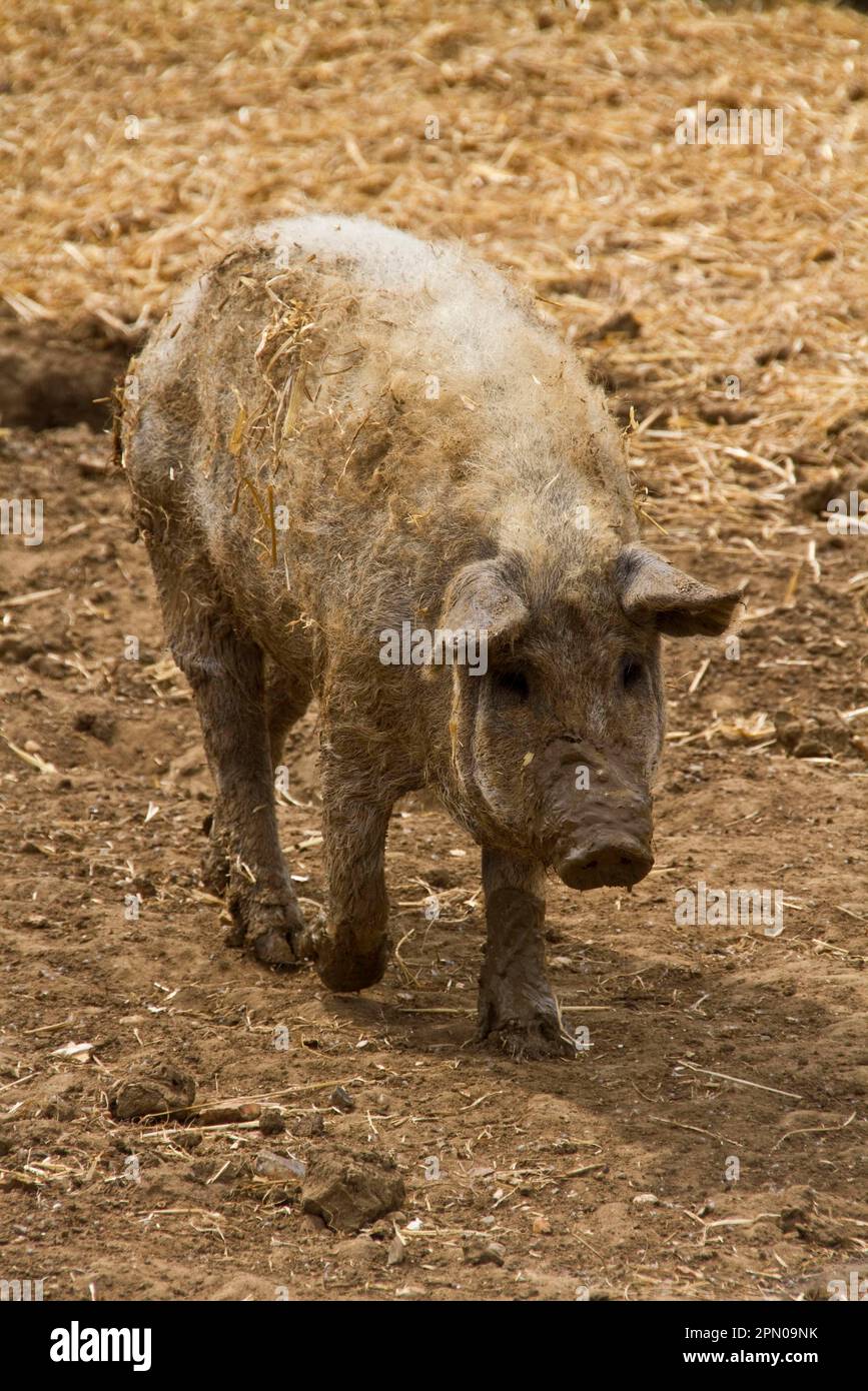 Maiale di Mangalica Foto Stock