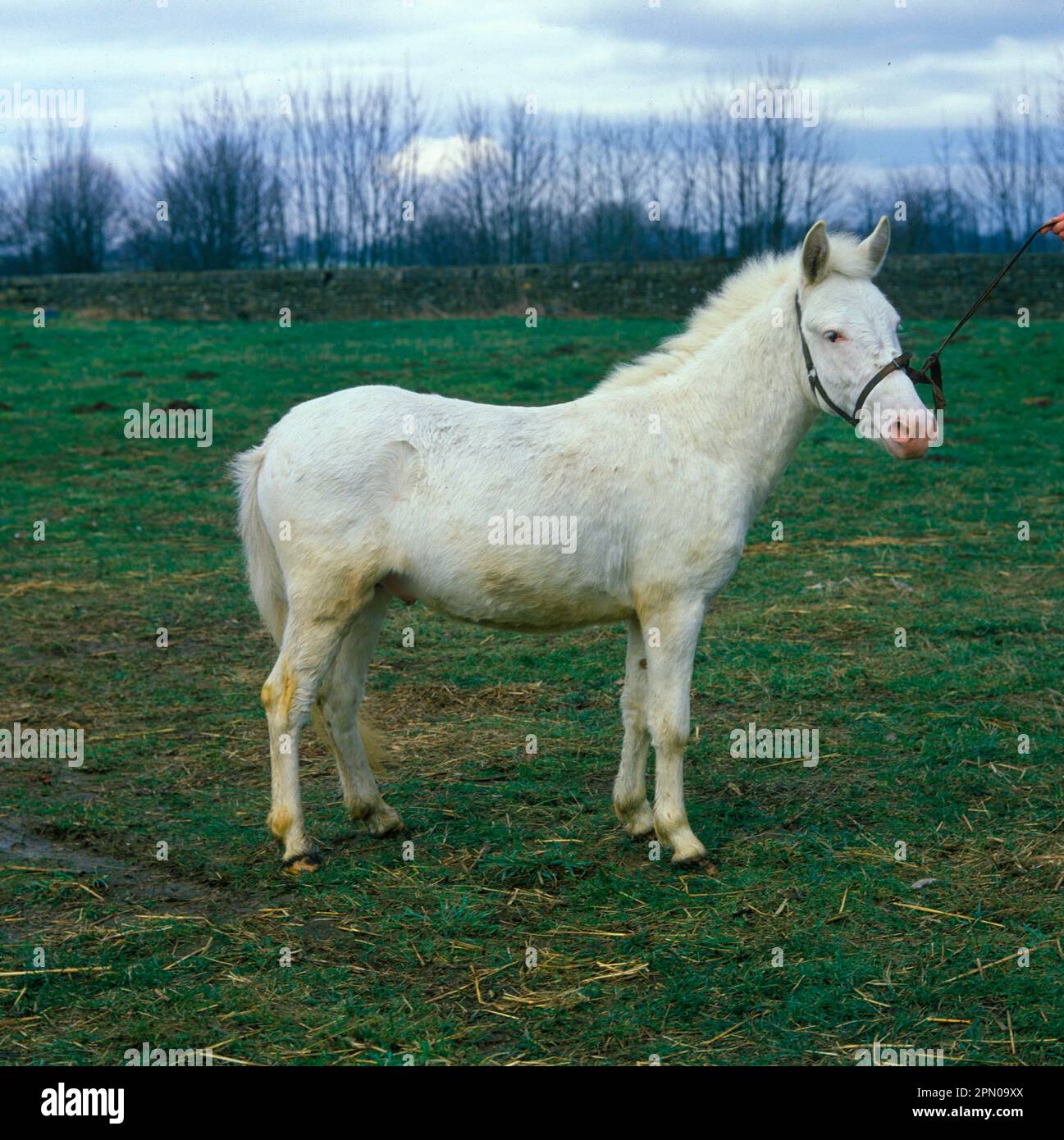 Mule, Stallion Foto Stock