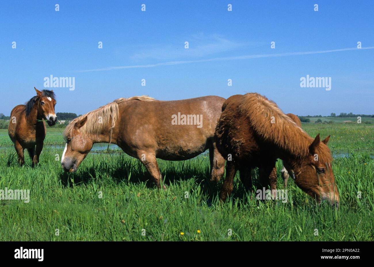 Cavallo Sokolskie alimentazione di cavalli nelle paludi di Biebrza, Polonia Foto Stock