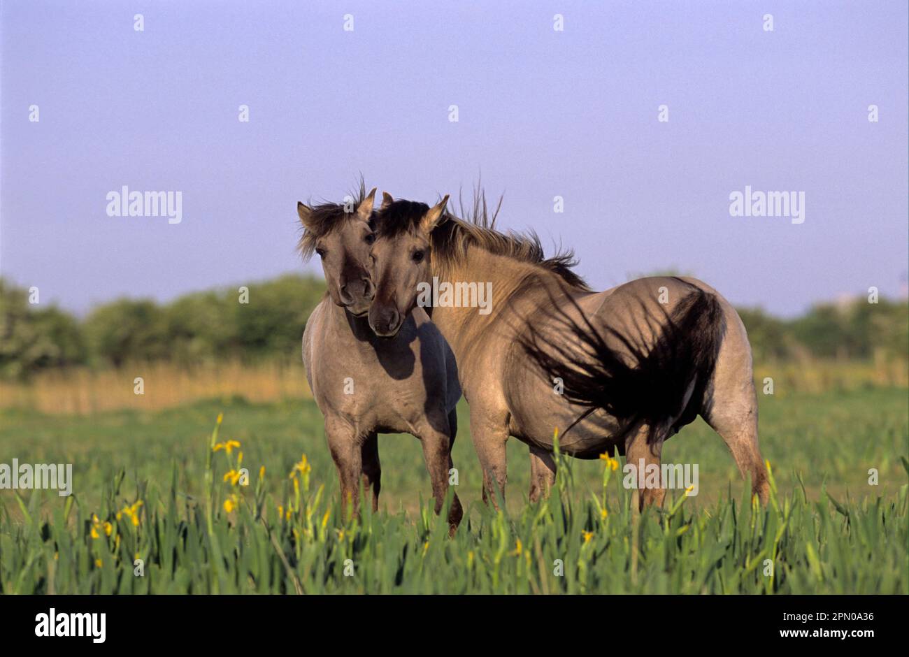 Konik Horse (Tarpan) stallone e mare, Stodmarsh National Nature Reserve, Kent, Inghilterra, Gran Bretagna Foto Stock