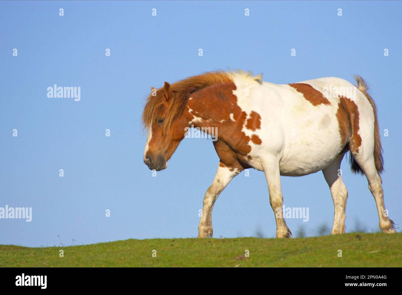 Dartmoor Pony, Mare incinta, spiedino, camminando sul pascolo, Dartmoor N. P. Devon, Inghilterra, Regno Unito Foto Stock