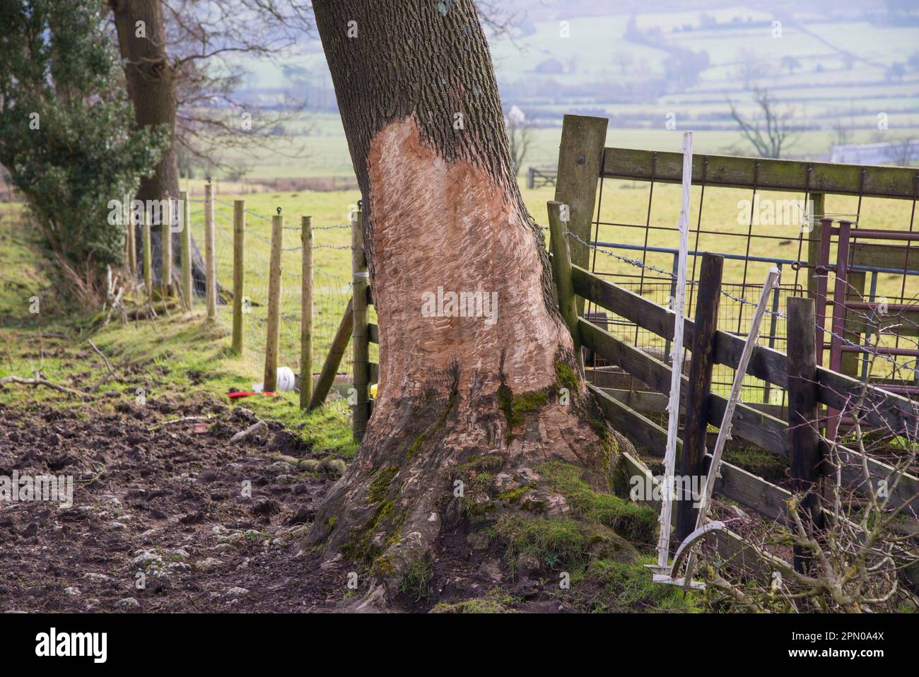 Albero in pascolo di cavallo, nibbled, abbaio mangiato fuori, Chipping, Lancashire, Inghilterra, Gran Bretagna Foto Stock