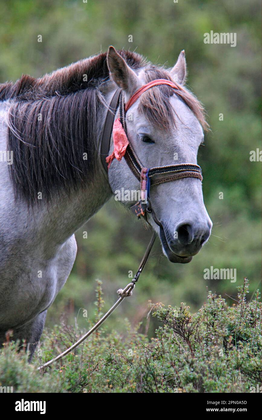 Pony, adulto, primo piano con bridle e colletto, lago Qinghai, provincia di Qinghai, altopiano tibetano, Cina Foto Stock