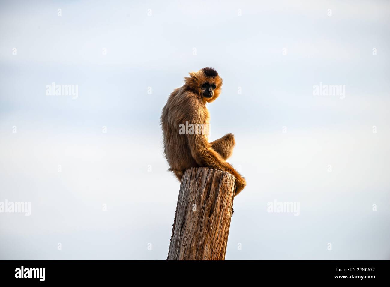 Una scimmia su un palo Foto Stock