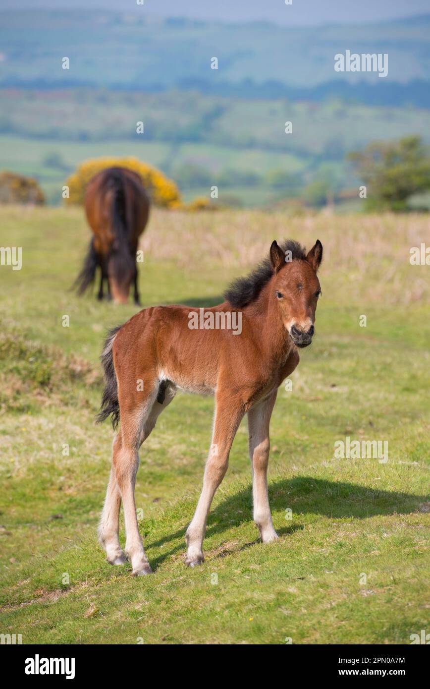 Cavallo, pony di Dartmoor, foal, in piedi sulla brughiera, con il mare che pascola sullo sfondo, Dartmoor, Devon, Inghilterra, Regno Unito Foto Stock