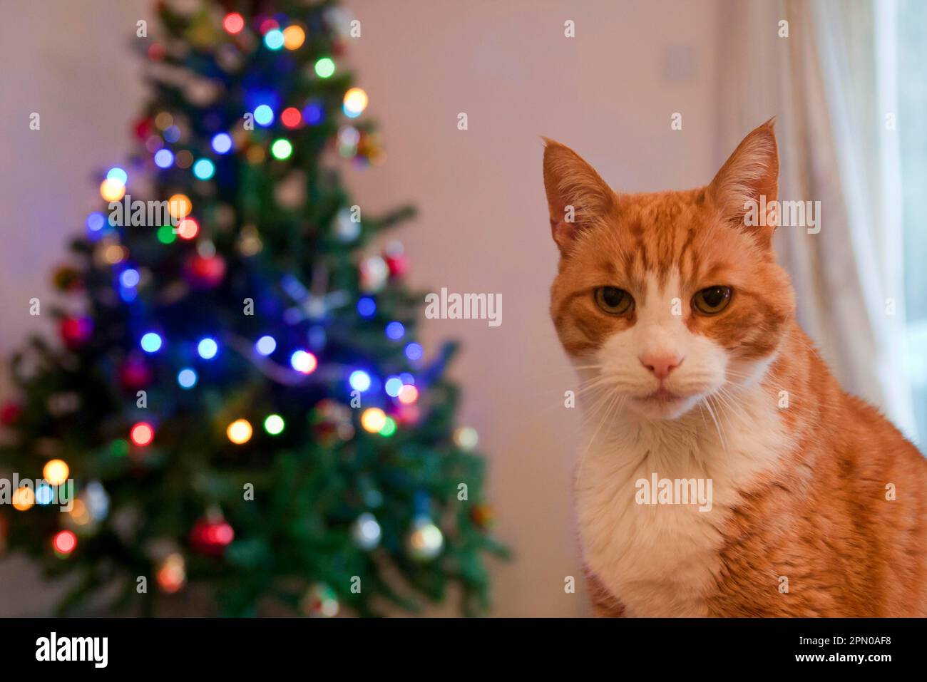 Gatto domestico, tabby dello zenzero, maschio adulto, primo piano della testa e del petto, in camera con l'albero di Natale, Inghilterra, Regno Unito Foto Stock