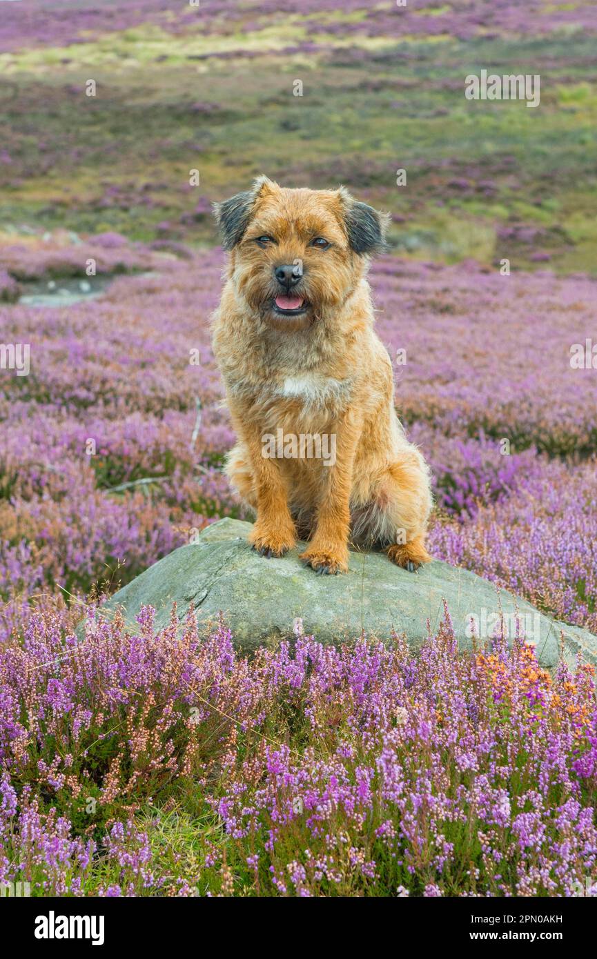 Cane domestico, Border Terrier, adulto maschio, sette anni, seduto sulla roccia tra la fioritura di Heather comune (Calluna vulgaris) sulla brughiera, Blakey Foto Stock