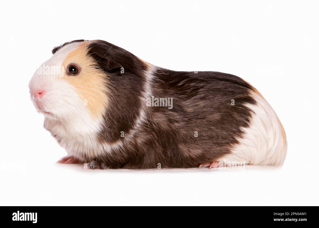 Cavia rosetta (cavia porcellus) tricolore adulto, seduta Foto Stock