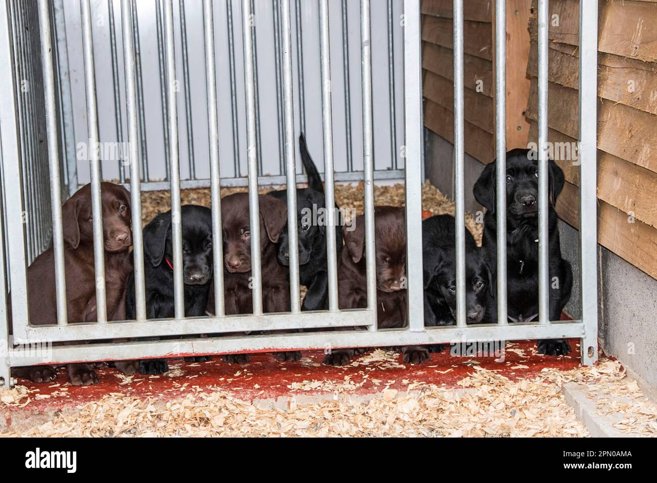 Cuccioli di cioccolato e Labrador Nero, di circa 6 settimane Foto Stock