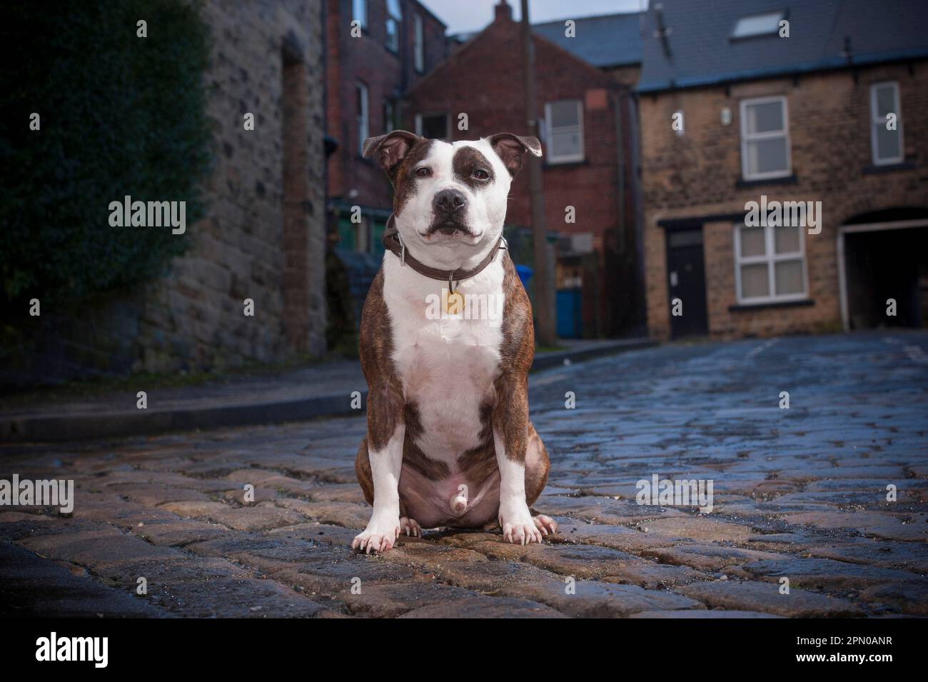 Cane domestico, Staffordshire Bull Terrier, adulto maschio, con colletto e etichetta di identificazione, seduto sulla strada, Sheffield, South Yorkshire Foto Stock