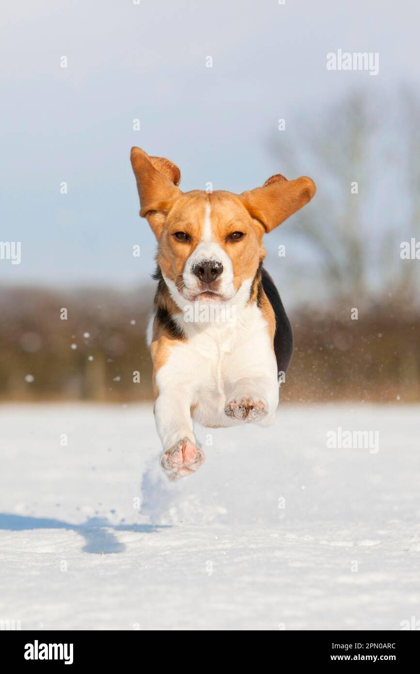 Cane domestico, aquila, adulto, che corre su campo innevato, Norfolk, Inghilterra, Regno Unito Foto Stock