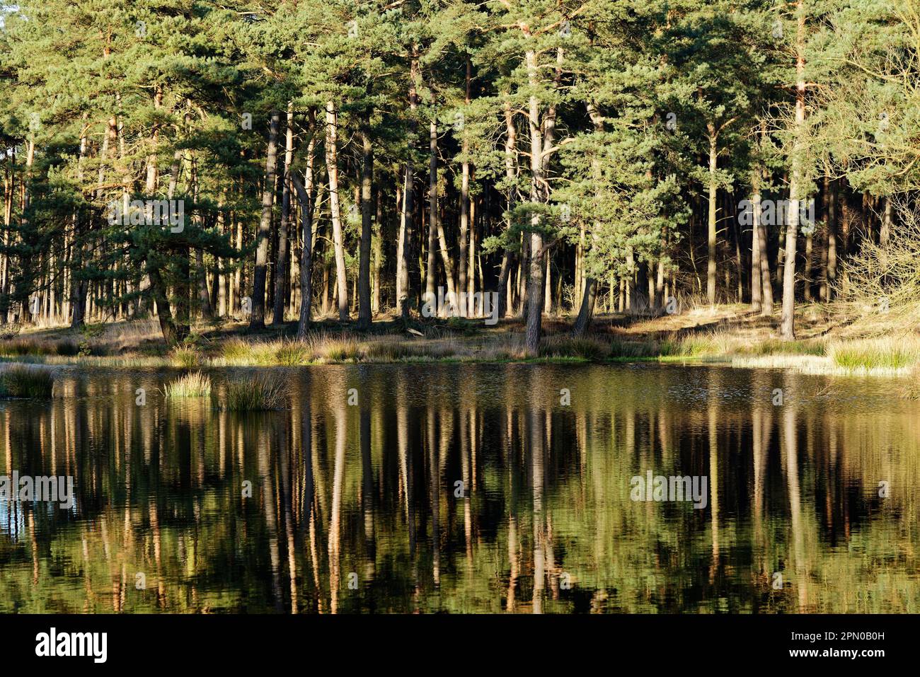 Pino scozzese (Pinus sylvestris) specchiatura in un lago, zona di conservazione Grabenvenn, basso Reno, NRW, Renania settentrionale-Vestfalia, Germania Foto Stock