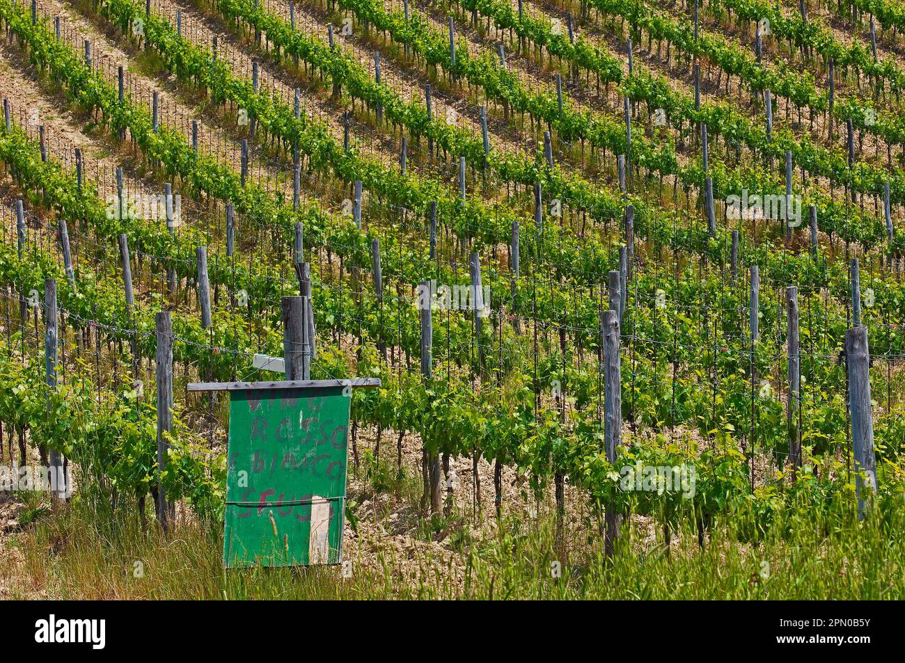 Vigneti, vicino Radda in Chianti, Chianti, campagna toscana, provincia di Siena, Toscana, Italia Foto Stock