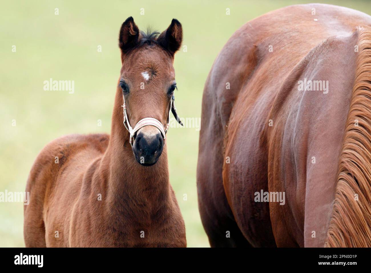 Cavallo di razza inglese, cavallo da corsa, fallo, Baden-Wuerttemberg, Germania Foto Stock